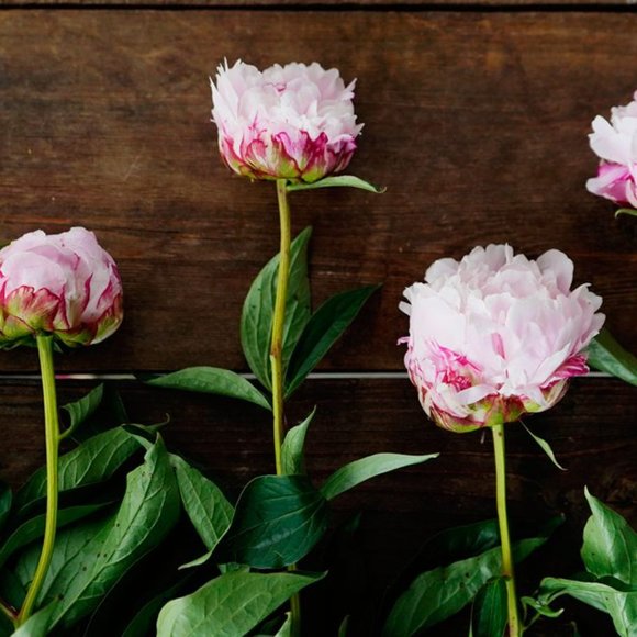 Meet your Posher, Lindsay - Picture 1 of 1